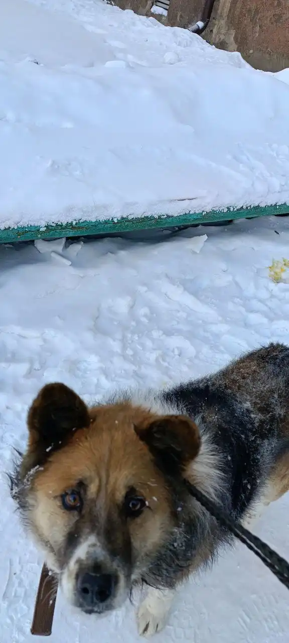 Найдена бездомная собака в Братске - Собаки (Животные) в Братск