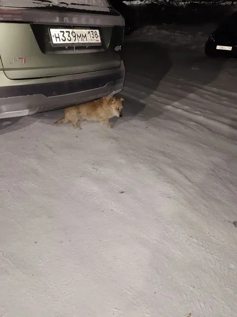 Найден кот у подъезда на ул. Гагарина - Клетки в Братск