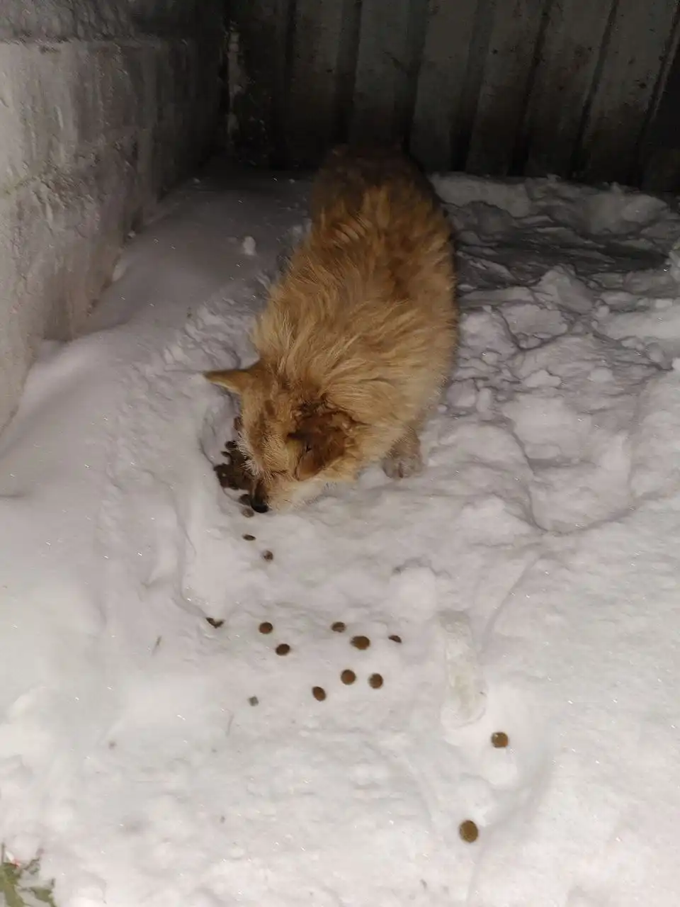 Найден кот у подъезда на ул. Гагарина - Кошки (Животные) в Братск