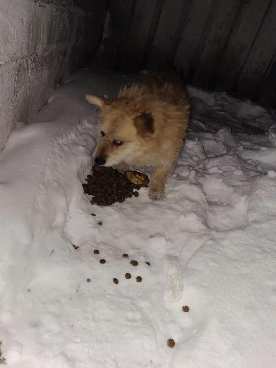 Найден кот у подъезда на ул. Гагарина - Кошки (Животные) в Братск