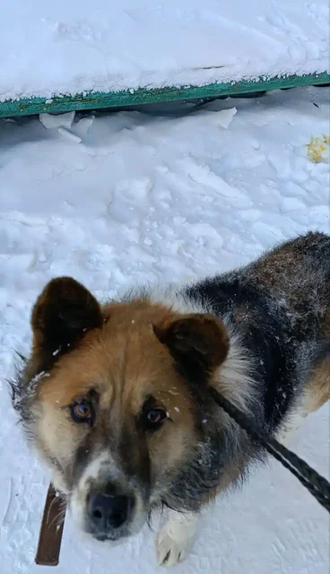 Потерявшаяся собака ищет хозяина или новый дом - Клетки в Братск