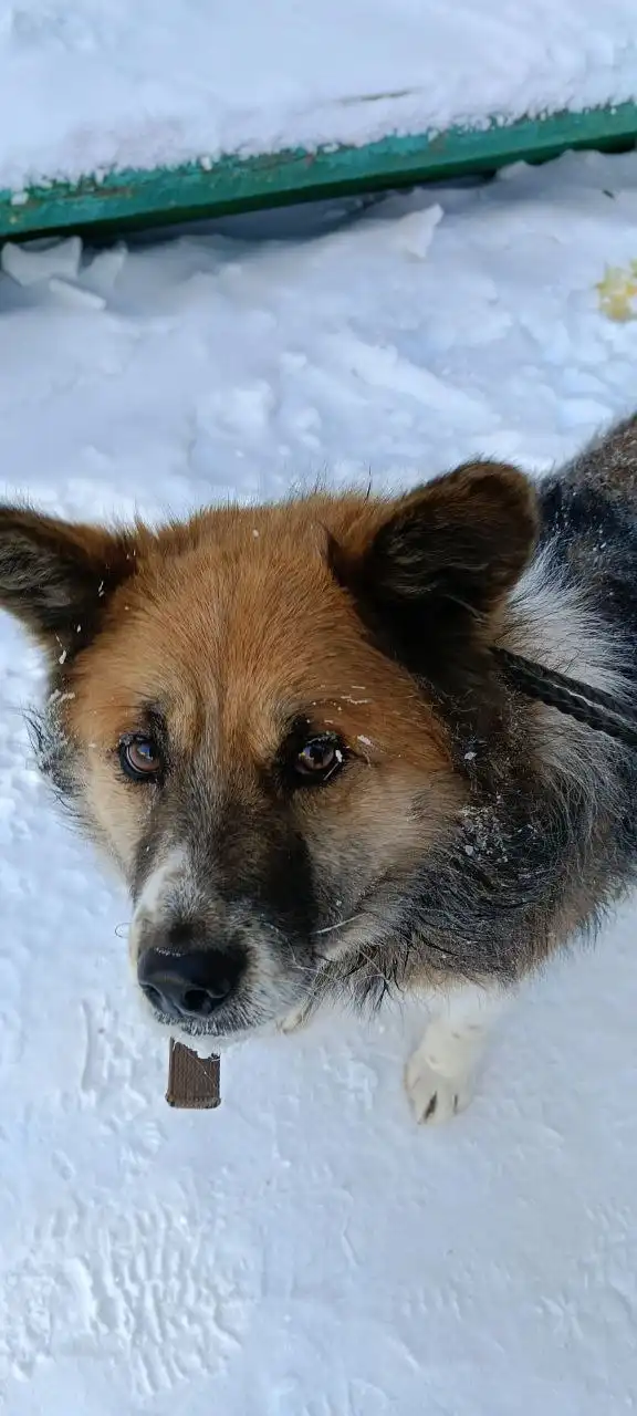 Потерявшаяся собака ищет хозяина или новый дом - Собаки (Животные) в Братск