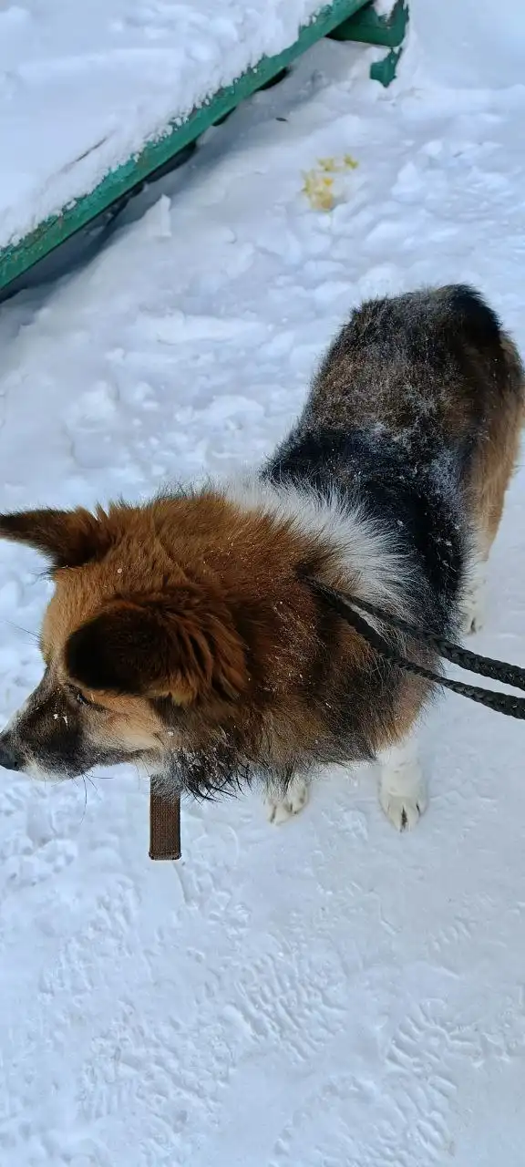 Потерявшаяся собака ищет хозяина или новый дом - Собаки (Животные) в Братск