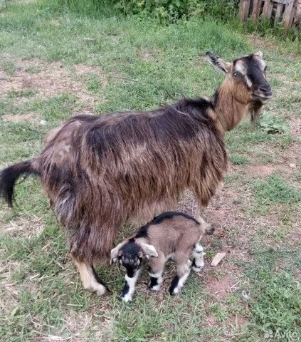 Продажа козьего молока без запаха - Клетки в Братск