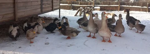Продажа взрослых гусей и уток на племя - Клетки в Братск