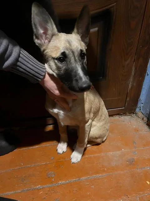 Найдена породистая собака в подъезде в Падуне - Клетки в Братск