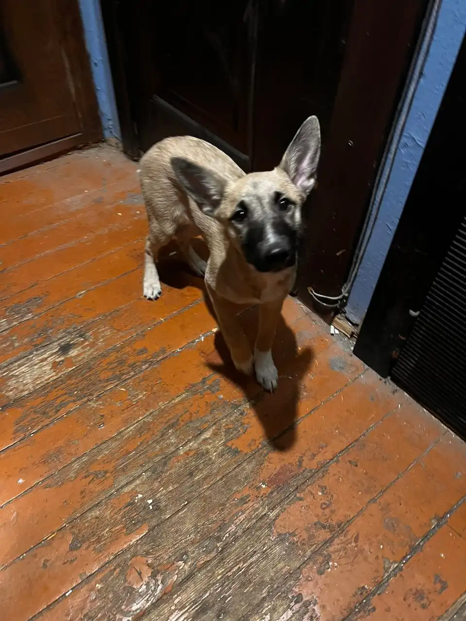 Найдена породистая собака в подъезде в Падуне - Собаки (Животные) в Братск