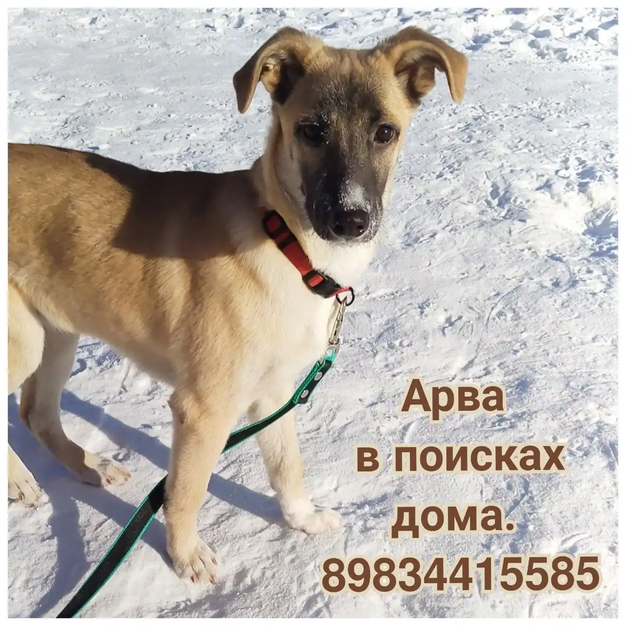 Щенок Арва на домашней передержке - Собаки (Животные) в Братск