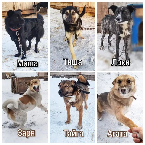 Кошки ищут дом из приюта - Приют в Братск