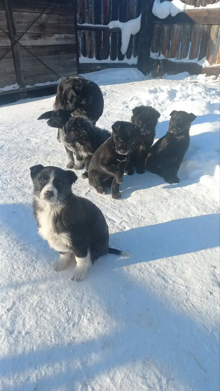 Щенки для охраны - Собаки (Животные) в Братск
