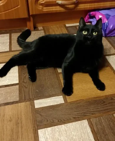 Молоденькая стерилизованная кошечка ищет семью - Приют в Братск