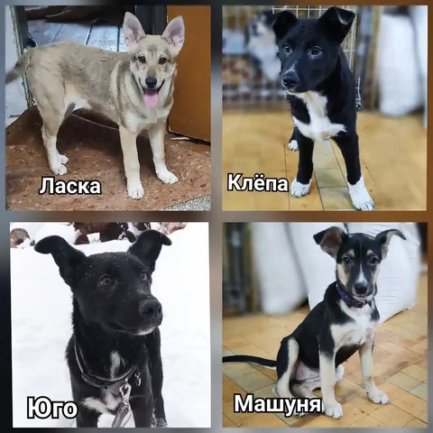 Ищут дом для привитых животных из приюта - Приют в Братск