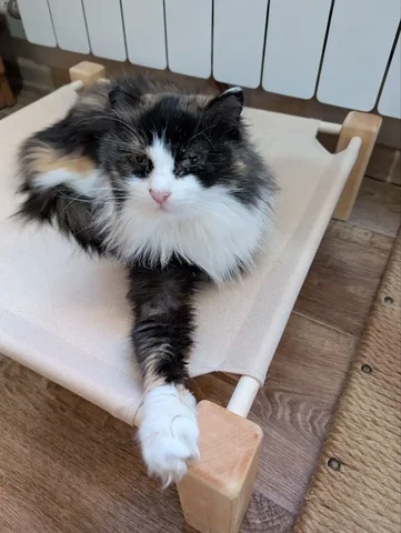 Красивая 3х цветная кошечка ищет семью - Приют в Братск