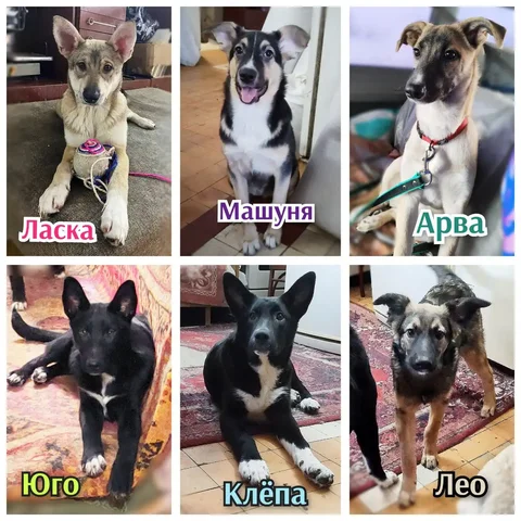 Щенки в поисках дома - Приют в Братск