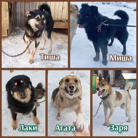 Животные из приюта ищут дом - Клетки в Братск