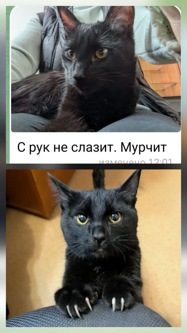 Котенок 6-7 месяцев ищет дом - Кошки/Котята (Животные) в Братск