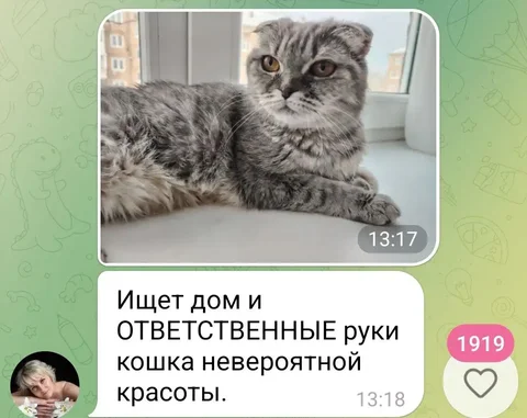 Продажа кошки с лотком и стерилизацией - Клетки в Братск