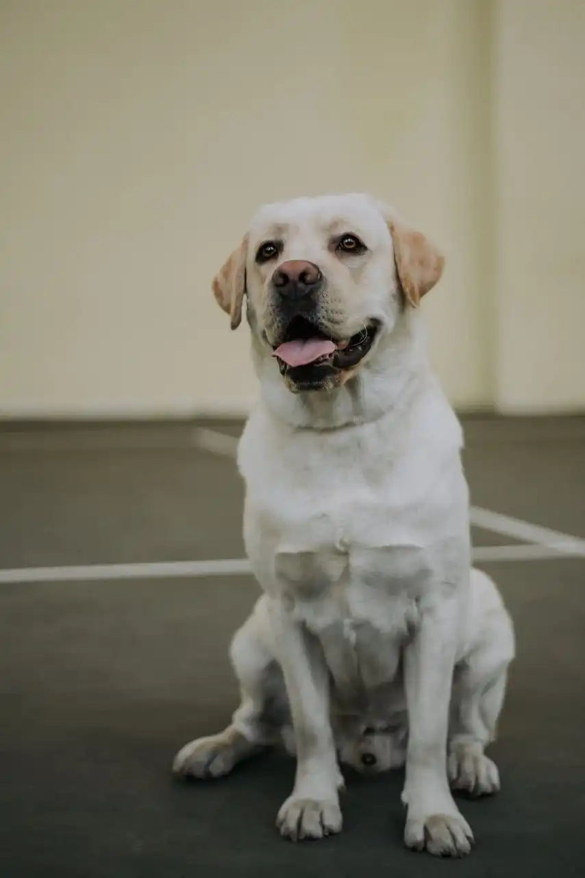 Потерялся лабрадор кличка Граф в районе Бульвар Победы - Животные в Братск