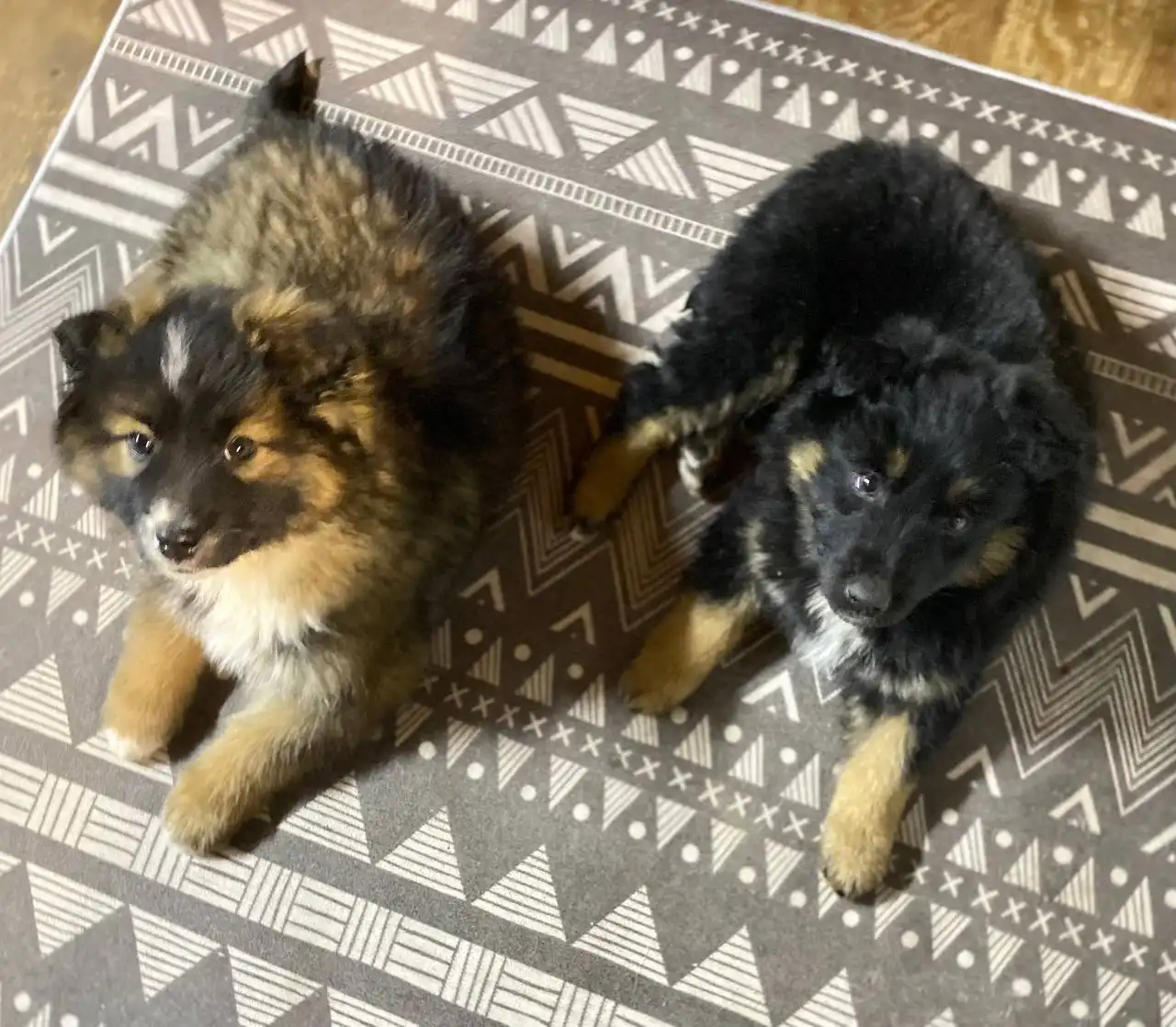 Щенки Чарли и Финик ищут дом - Собаки (Животные) в Братск