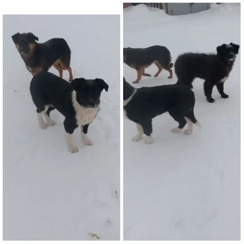 Щенки 5 месяцев ищут дом - Клетки в Братск