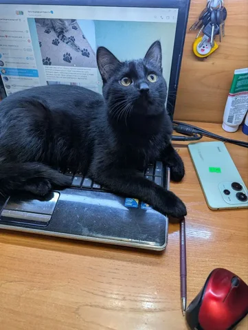 Потерялся кот 6-7 месяцев в Братске - Приют в Братск