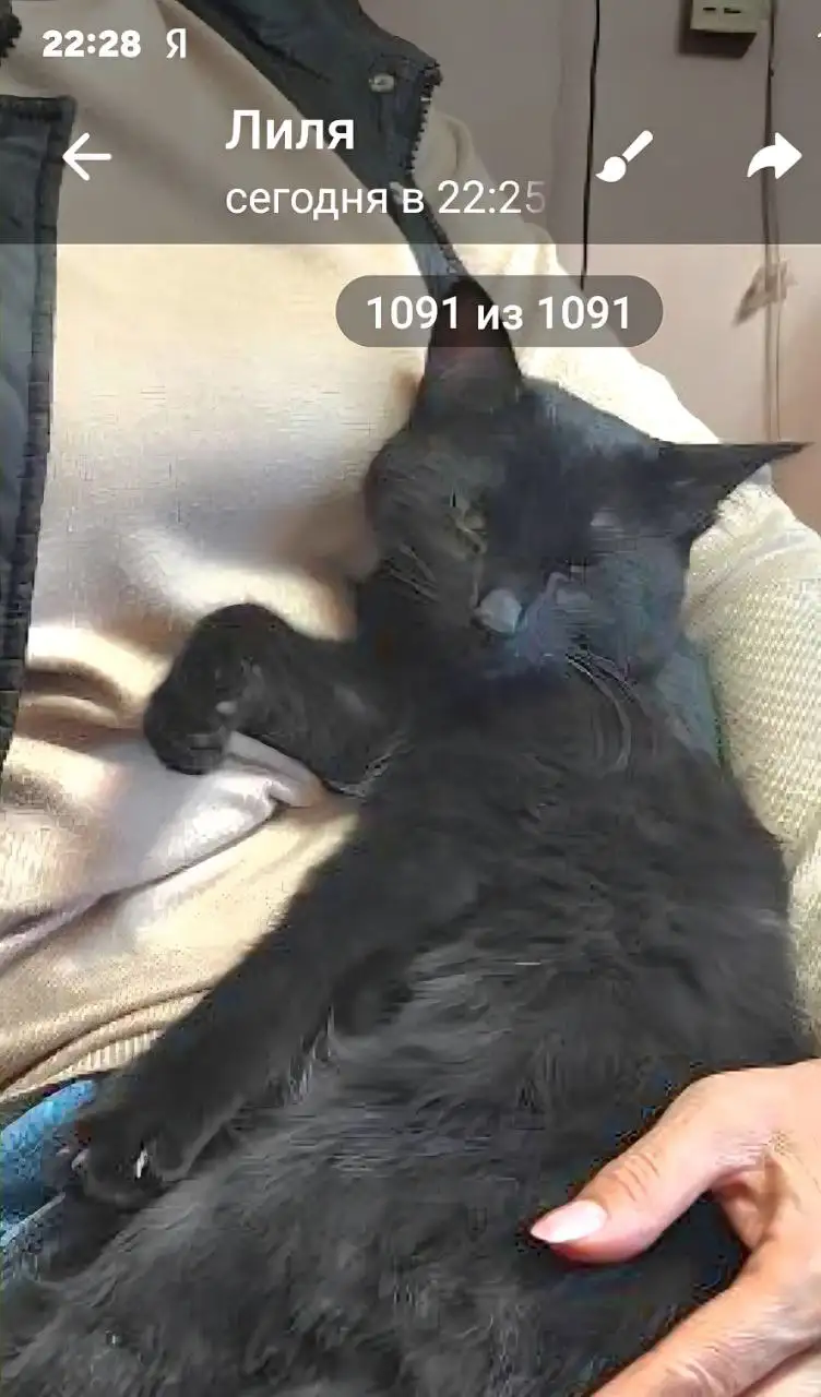 Котенок 6 месяцев ищет дом - Кошки (Животные) в Братск