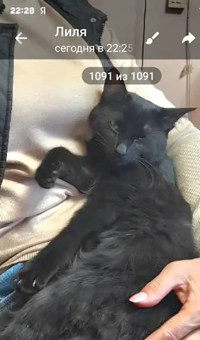 Котенок 6 месяцев ищет дом - Клетки в Братск