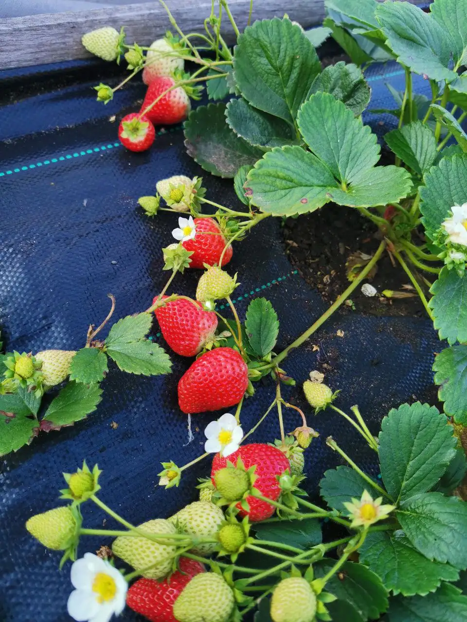 Саженцы фриго крупноплодной клубники из европейских питомников - Садоводство (Хобби и отдых) в Падун