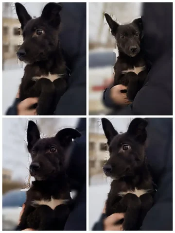 Поиск дома для щенков - Клетки в Братск