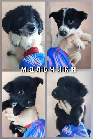 Щенки в поисках дома - Клетки в Братск