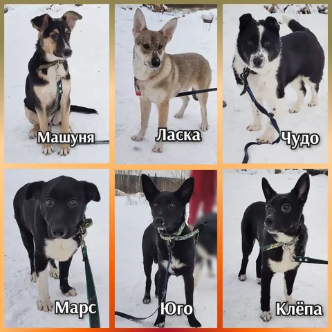 Щенки из приюта ищут дом в Братске - Клетки в Братск