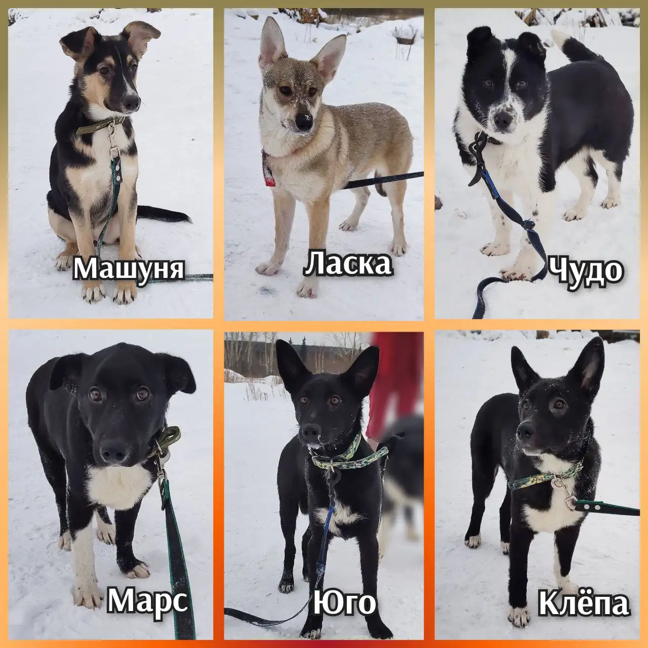 Щенки от 2 до 6 месяцев в поисках дома - Собаки (Животные) в Братск