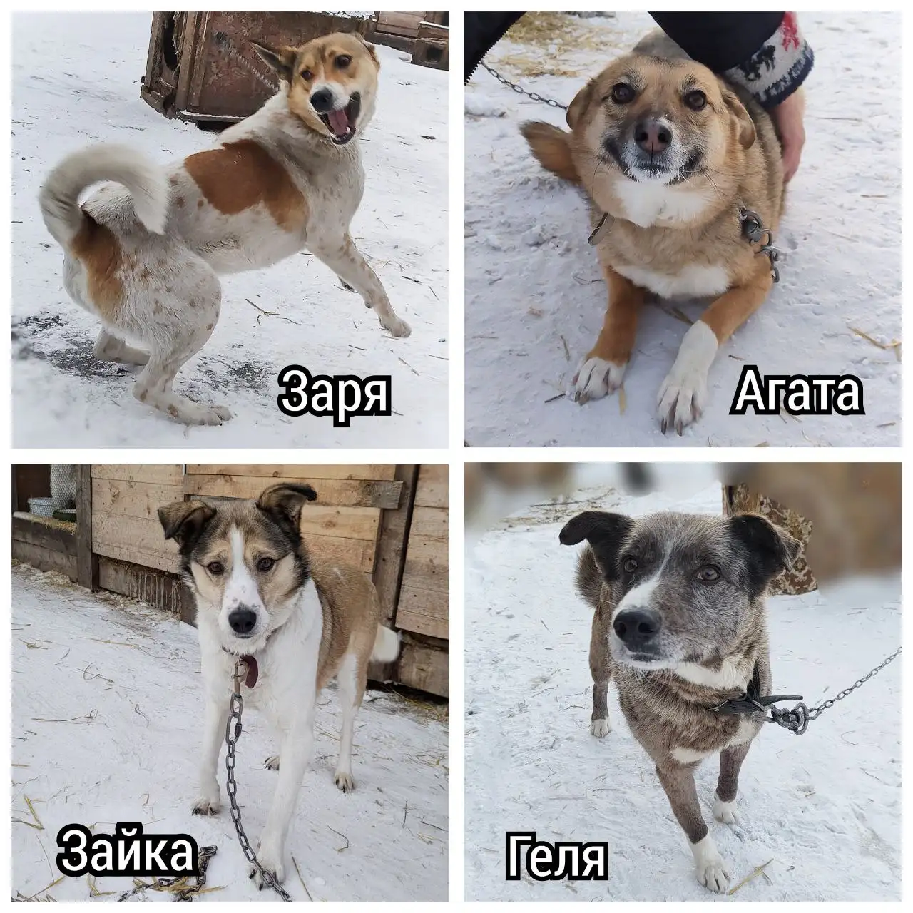 Поиск дома для животных из приюта - Приют (Животные) в Братск