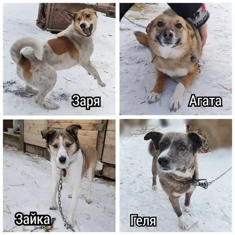 Поиск дома для животных из приюта - Клетки в Братск