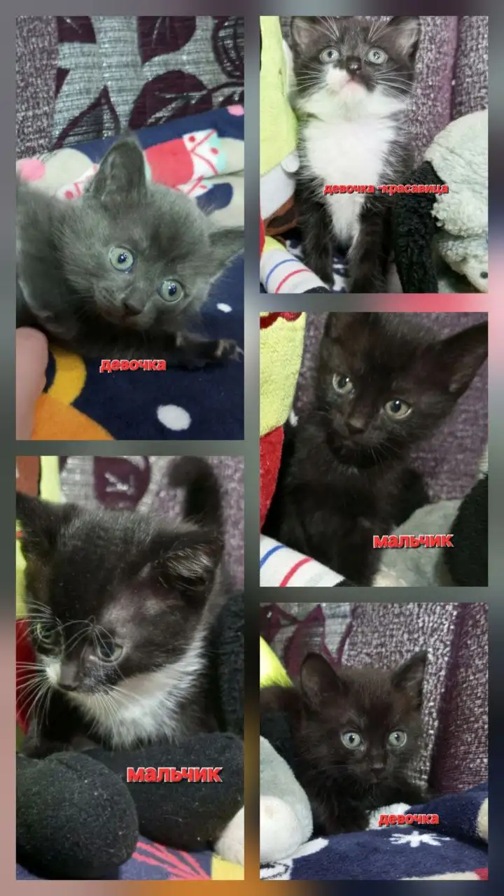 Котята ищут дом в Братске - Кошки (Животные) в Братск