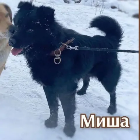 Мишка ищет семью - Клетки в Братск