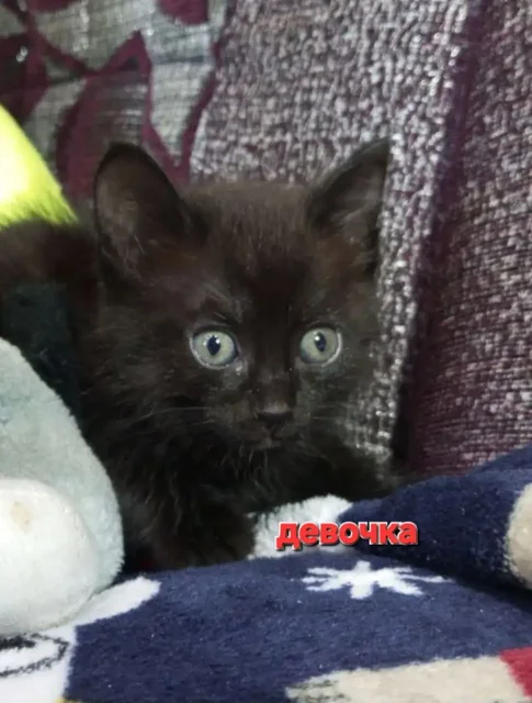 Котята белоусы ищут дом в Братске - Кошки/Собаки в Братск