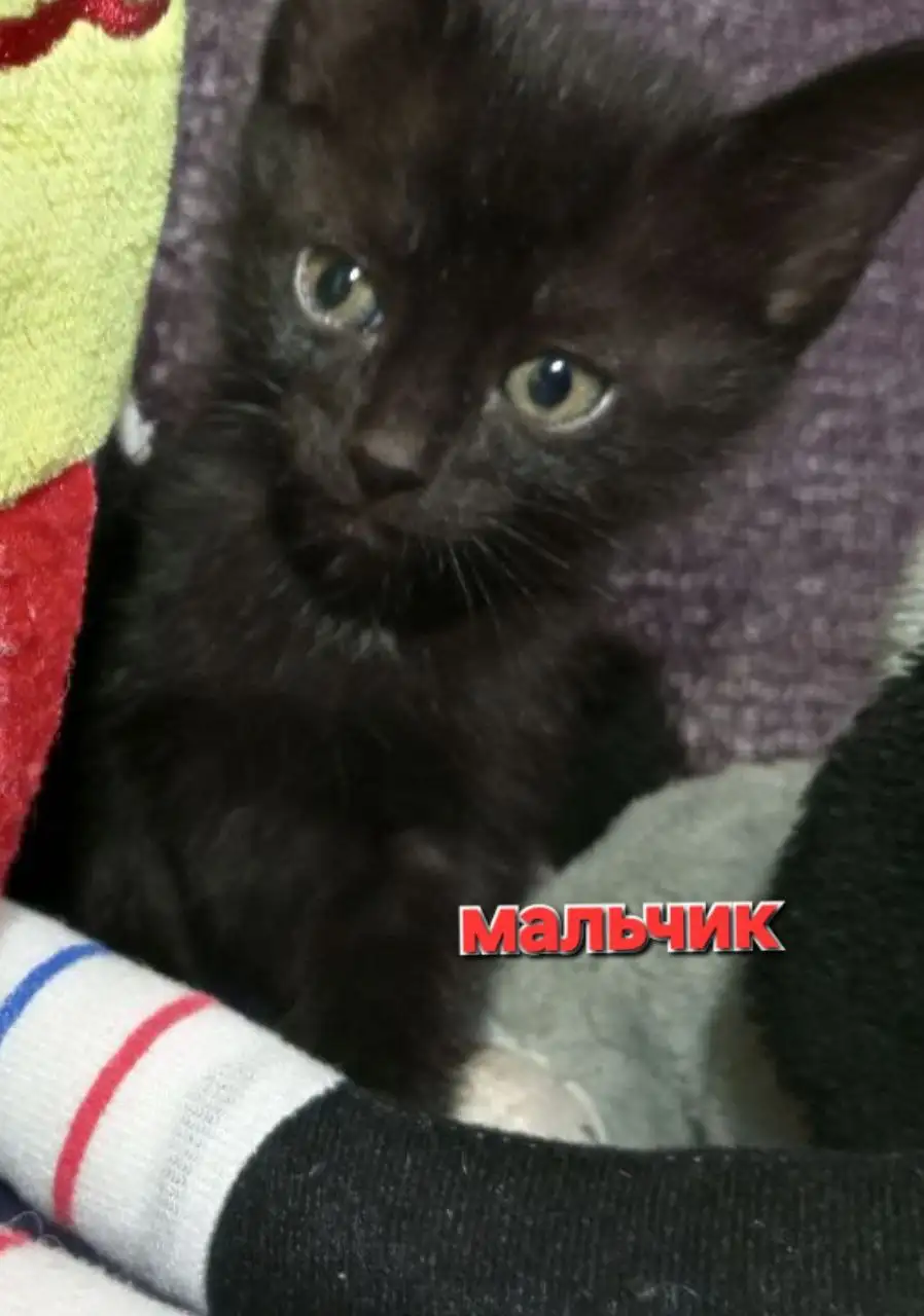 Котята белоусы ищут дом в Братске - Кошки/Котята (Животные) в Братск