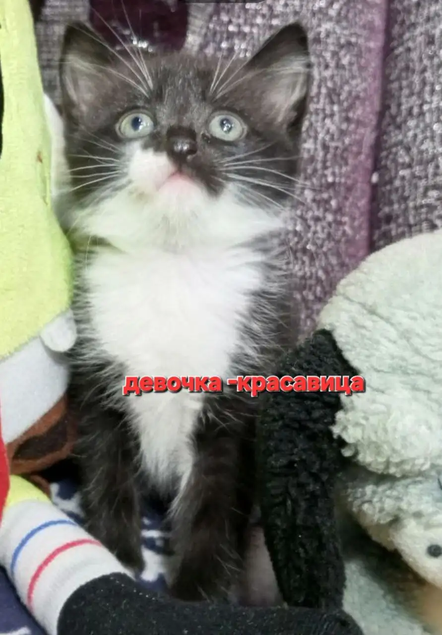 Котята белоусы ищут дом в Братске - Кошки/Котята (Животные) в Братск