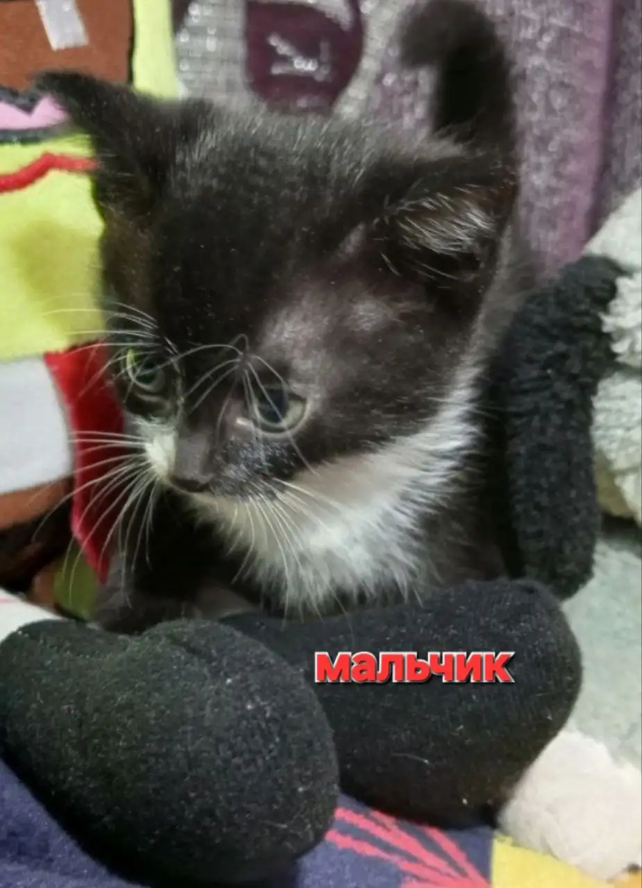 Котята белоусы ищут дом в Братске - Кошки/Котята (Животные) в Братск