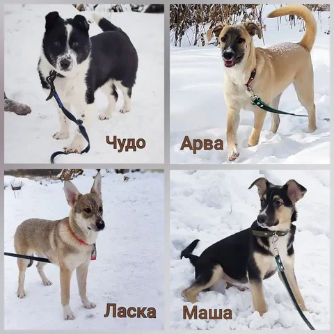 Щенки в поисках дома - Кошки/Собаки в Братск