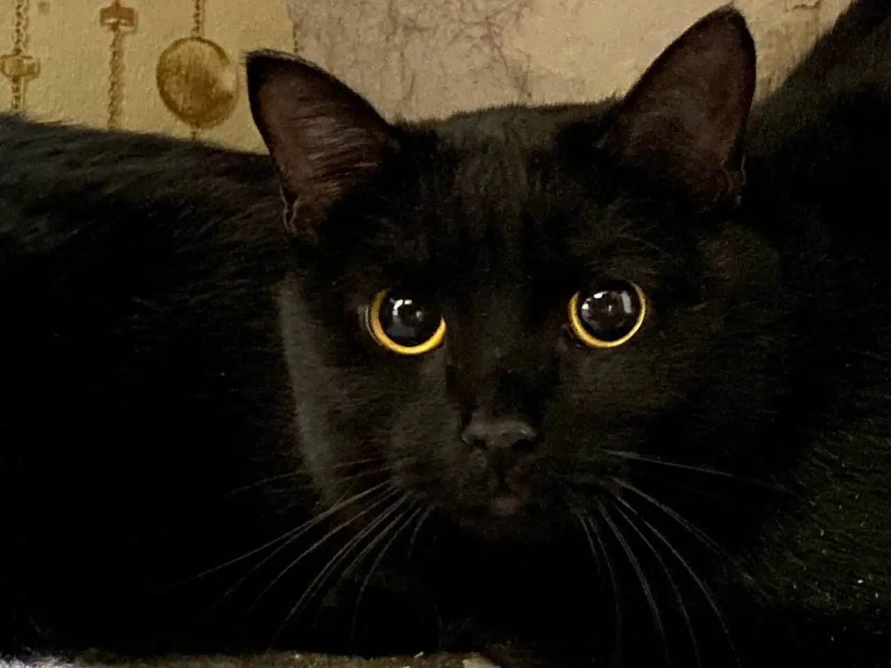 Три котейки дикошарики ищут терпеливых хозяев - Кошки (Животные) в Братск