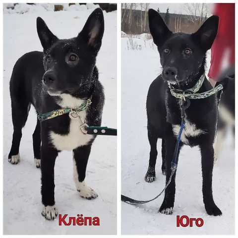 Мальчики в поисках семьи - Кошки/Собаки в Братск