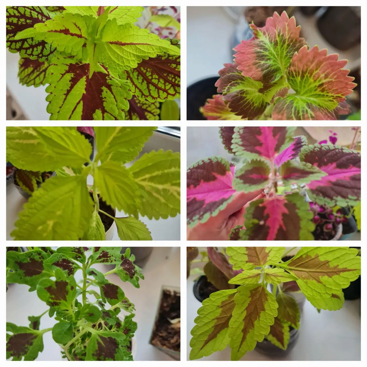 Продажа колеуса и срезов растений - Растения (Хобби и отдых) в Братск