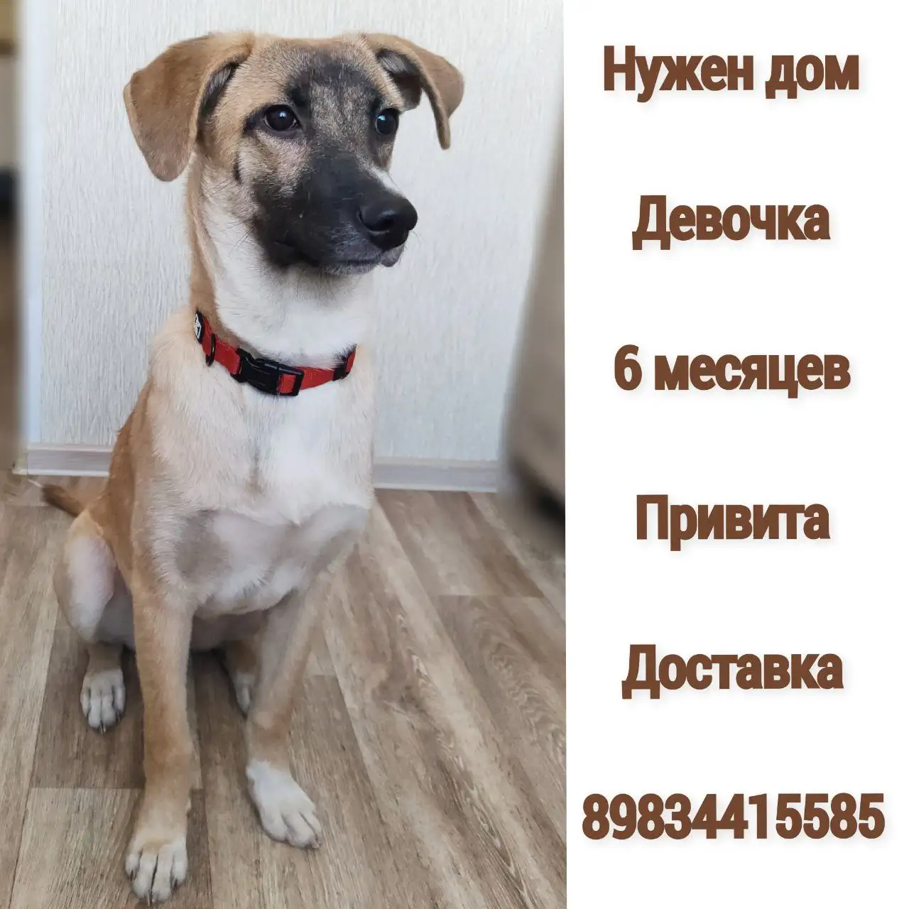 Ищут семью для собаки Арвы - Собаки (Животные) в Братск