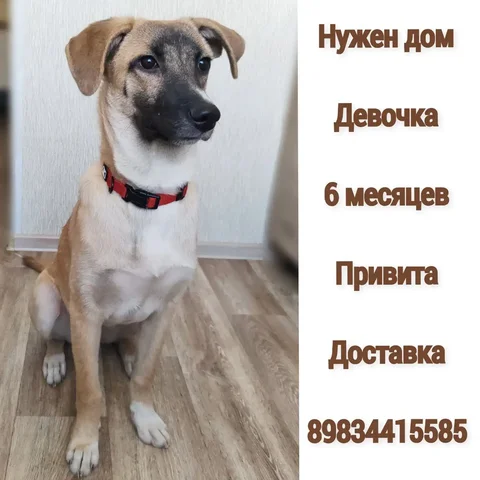 Ищут семью для собаки Арвы - Собаки в Братск