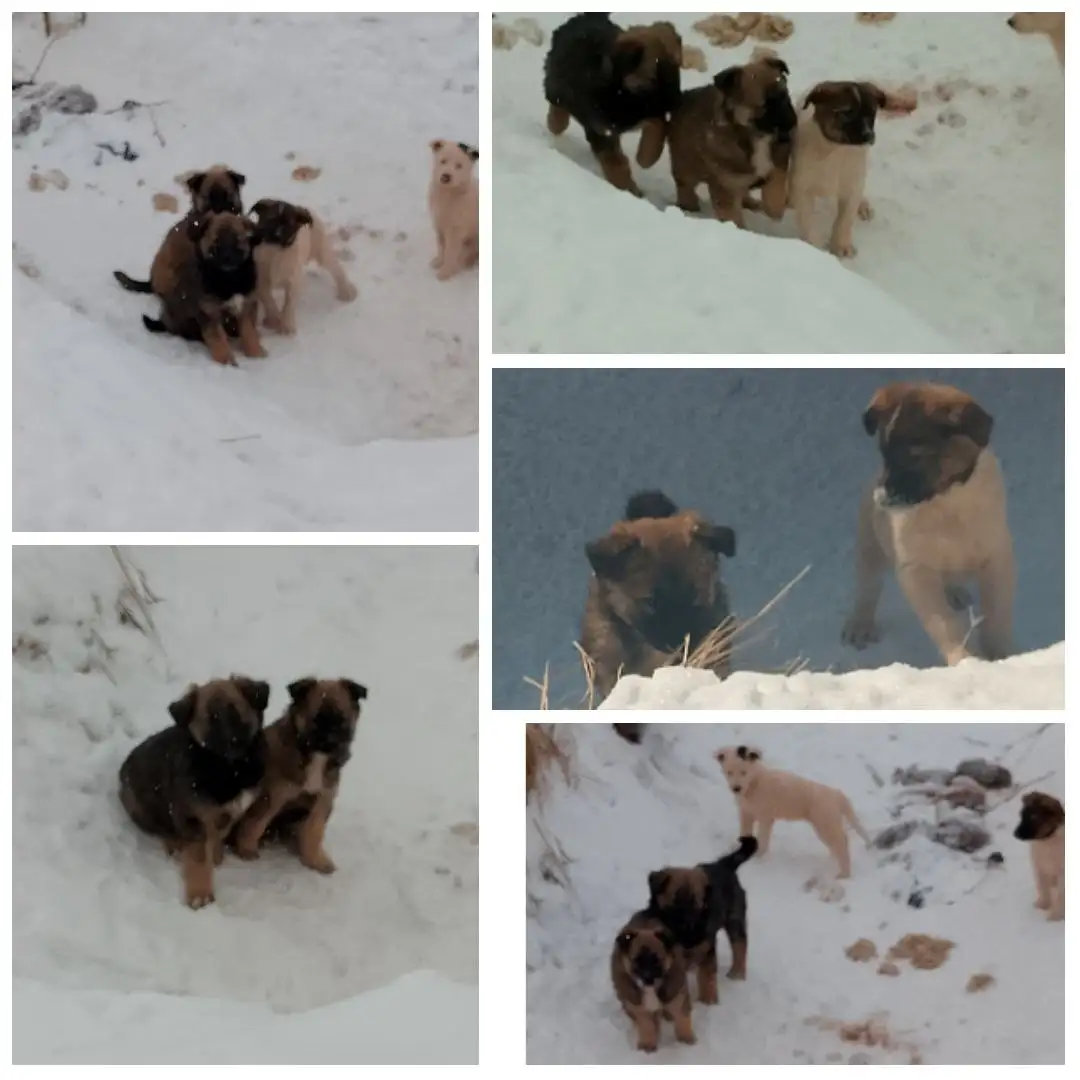 Щенки 1,5 месяца ищут дом - Собаки (Животные) в Братск