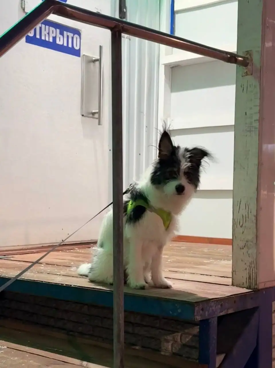 Потерялся щенок в Братске - Собаки (Животные) в Братск