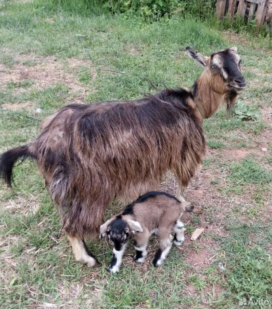 Продам козье молоко - Продукция животноводства (Животные) в Братск