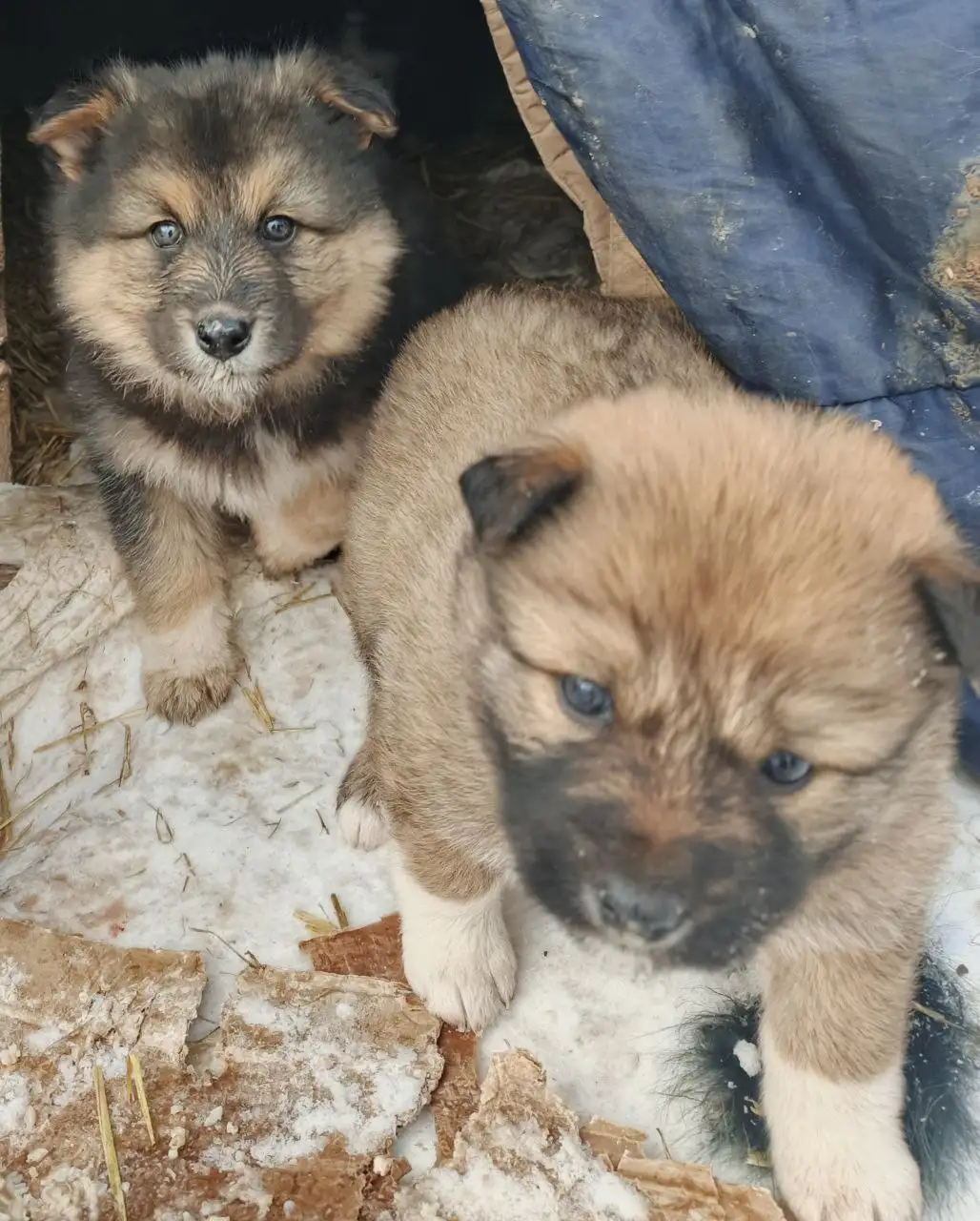 Щенкам нужен дом и любящие хозяева - Собаки (Животные) в Братск